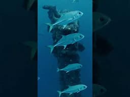 Spearing a 113 ft Shipwreck Freediving! #fishing #ocean