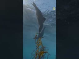 David Attenborough ile Okyanuslar | 10 Haziran Salı 20.00 | National Geographic