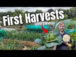 June At The Allotment - Harvests And Massive Growth!