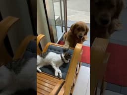 Best Funny Animals Videos 😂 Funniest Dogs And Cats 2025 😻Unforgettable Laughter