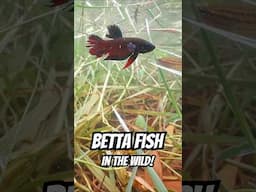 Betta splendens in their natural habitat! #bettafish #wildbetta #bettasplendens