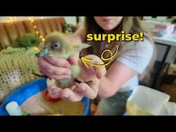Homesteading through the Chaos (and the CUTENESS) | Calico Cow Acres Homestead