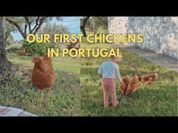 Turning a Pigsty Into a Chicken Coop | Our First Chickens in Portugal!