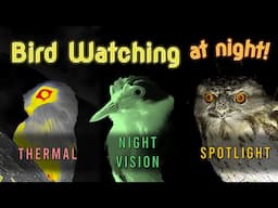 Bird Watching at Night: Thermal, Night Vision and Spotlighting