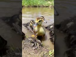 Why ducks are great for our farm! 🦆 #farmlife #growyourownfood #sustainableliving #ducks