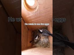 Wait… What Was I Doing Again? Chickadee Confusion in the Nest Box | Inky and Philbert