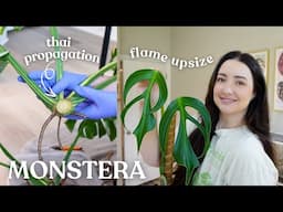 Monstera Repot | Propagating My Big Thai & Upsizing Flame 🔥✂️