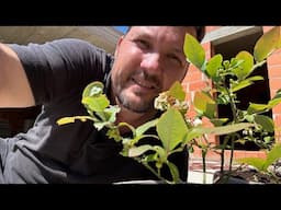 Transplanting blueberries