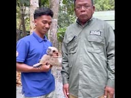 Rescuing Baby Gibbon Samnang A Story of Hope and Survival