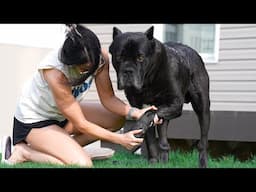 Cane Corso Bathing Routine RAW Footage