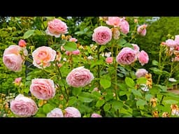 A WARNING About James Galway rose!
