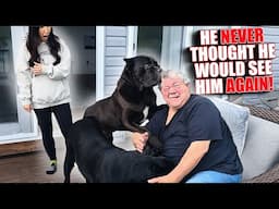 Cane Corso NEVER Thought He Would See Him Again!