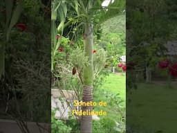 Soneto de Fidelidade