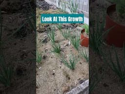 Planting Shallots Using The Mulching Technique #growyourownfood