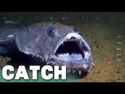 Frozen Depths Expedition: Alien Reefs in the Arctic | Catch