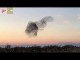 Particle, Wave or Both???