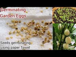 Growing Garden Eggs Using Paper Towel Method/Faster Way To Germinate Seed/Germinating Seeds.