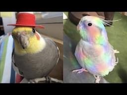 Smart And Funny Parrots Parrot Talking Videos Compilation (2025) - Cute Birds #17