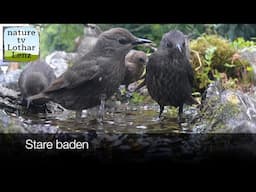 Stare am Vogelbad