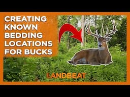 Creating Buck Bedding Locations On Your Farm!