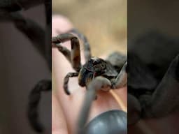 The BIGGEST WOLF SPIDER In The US?! #spider #wolfspider #arachnid