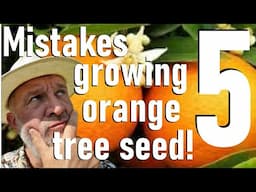 Five Mistakes to Avoid Growing an Orange Tree from Seed - Citrus Sowing, Germination propagation pip