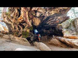 This Awesome Tree Tunnel is Hidden Inside the Most Popular Trail in Kings Canyon National Park