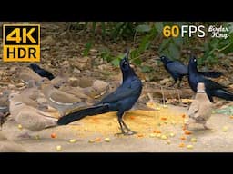 Cat TV for Cats to Watch 😺🐦‍⬛ The Regal Black Birds and Elegant Doves 🐦 Cat Games No Squirrels