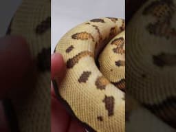 The rich color coming through on this ODYB Fire Leopard Clown🔥 #ballpython #snake #animal #reptiles