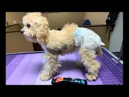 What Happens When You DON'T Groom Your Dog?