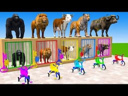 Long Slide Game With Elephant Gorilla Buffalo Hippopotamus Tiger - 3d Animal Game - Funny 3d Animals