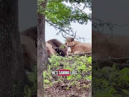 Lazy Bull!