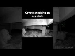 They’re getting too brave!  It decided to check out our #GreatPyrenees bed! # homesteadlife #coyote