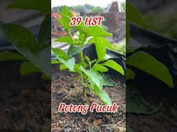 Tanam Cabe tanpa Semai di Polybag / how to plant chilies #caberawit #rawitkaliber #cabepolybag