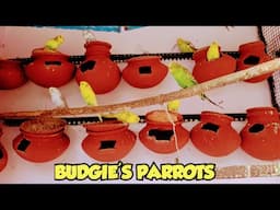 BUDGIE'S PARROTS SE BEHETREEN BREED AAP BHI LE SAKTE H IS TARAH
