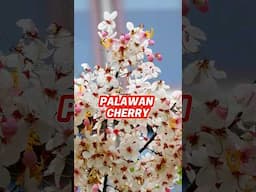 Pretty Palawan Cherry or Balayong