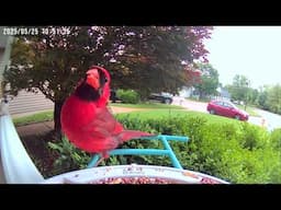 Birdfy Bird Feeder and Front Yard Visitors