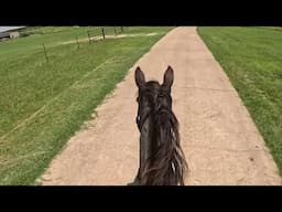 At the end of her first trail ride Firefly gave me some steps of beautiful gait!