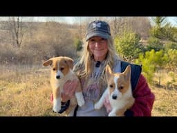 CORGI Rescue update!