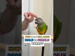 How Do You Tell Apart a Male vs Female Parrot?