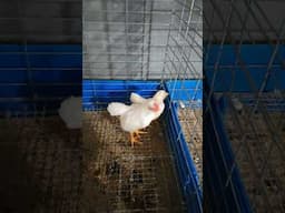 Cặp tre bắc siêu cute