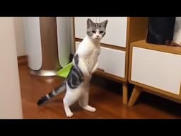 Silliest CATS You'll Ever See 🐱 Funny Cats Videos 2025