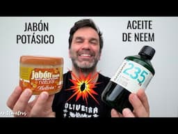 ASÍ TIENES QUE USAR JABÓN POTÁSICO CON ACEITE DE NEEM: insecticida ecológico eficaz || en20metros