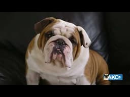 Meet the Bulldog