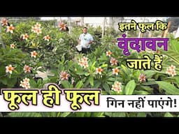300+ Plumeria in One Roof / Terrace Garden – फूल इतने कि Vrindavan जाना पड़ा! देखिए ये Green Heaven!