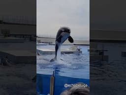 No matter where you see orcas, you can always appreciate seeing them do a classic bow!