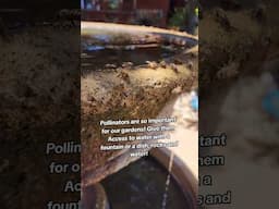 You add a small tray rocks and water to help your needs #water #desalinatedwater #waterfountain