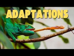 You Won't Believe These 15 INSANE Animal Abilities