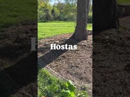 What Plants to Divide to Get Free Plants #gardening #gardeningtips