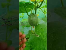 Growing Cantaloupe #viralshort #gardening #vegetablegarden #viralvideo #farming #garden #fruit